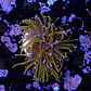 Euphyllia glabrescens gold  - Thumbnail 2