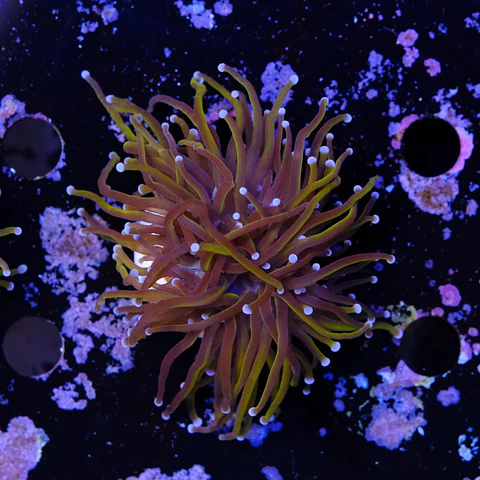 Euphyllia glabrescens gold 