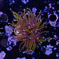 Euphyllia glabrescens gold  - Thumbnail 2