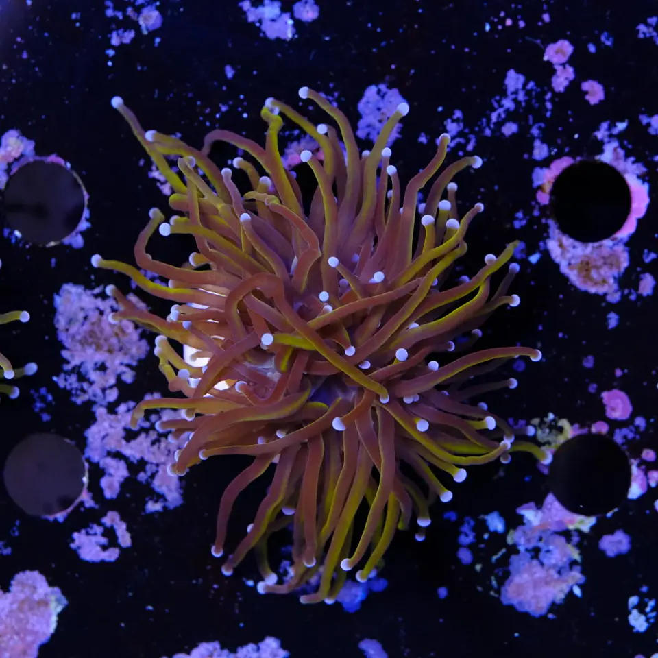Euphyllia glabrescens gold  2