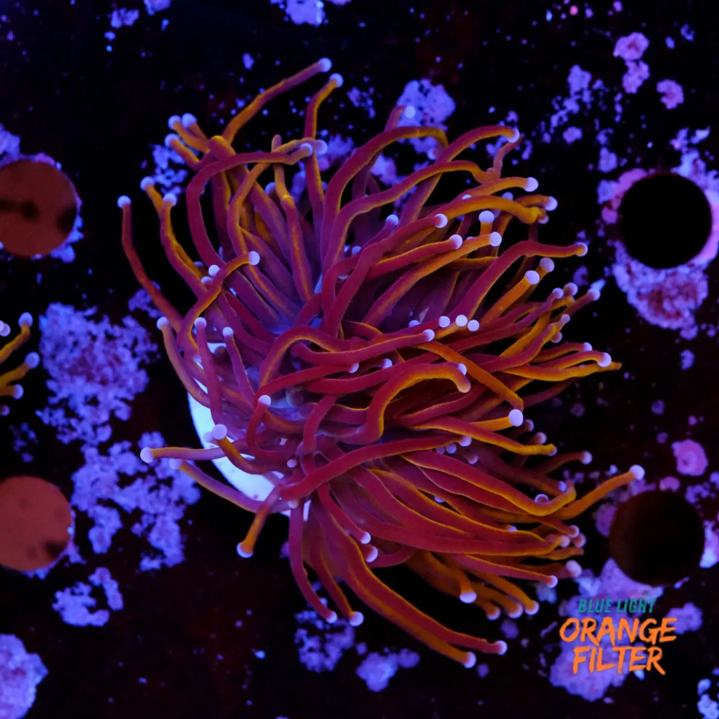Euphyllia glabrescens gold  1