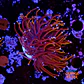 Euphyllia glabrescens gold  - Thumbnail 1