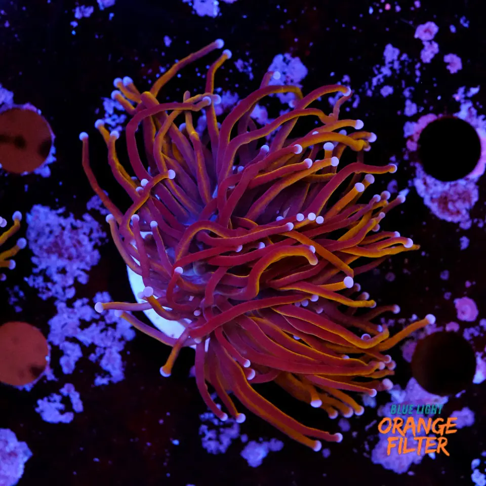 Euphyllia glabrescens gold  1