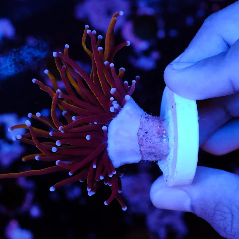 Euphyllia glabrescens gold  3