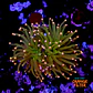 Euphyllia glabrescens 