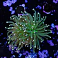 Euphyllia glabrescens 