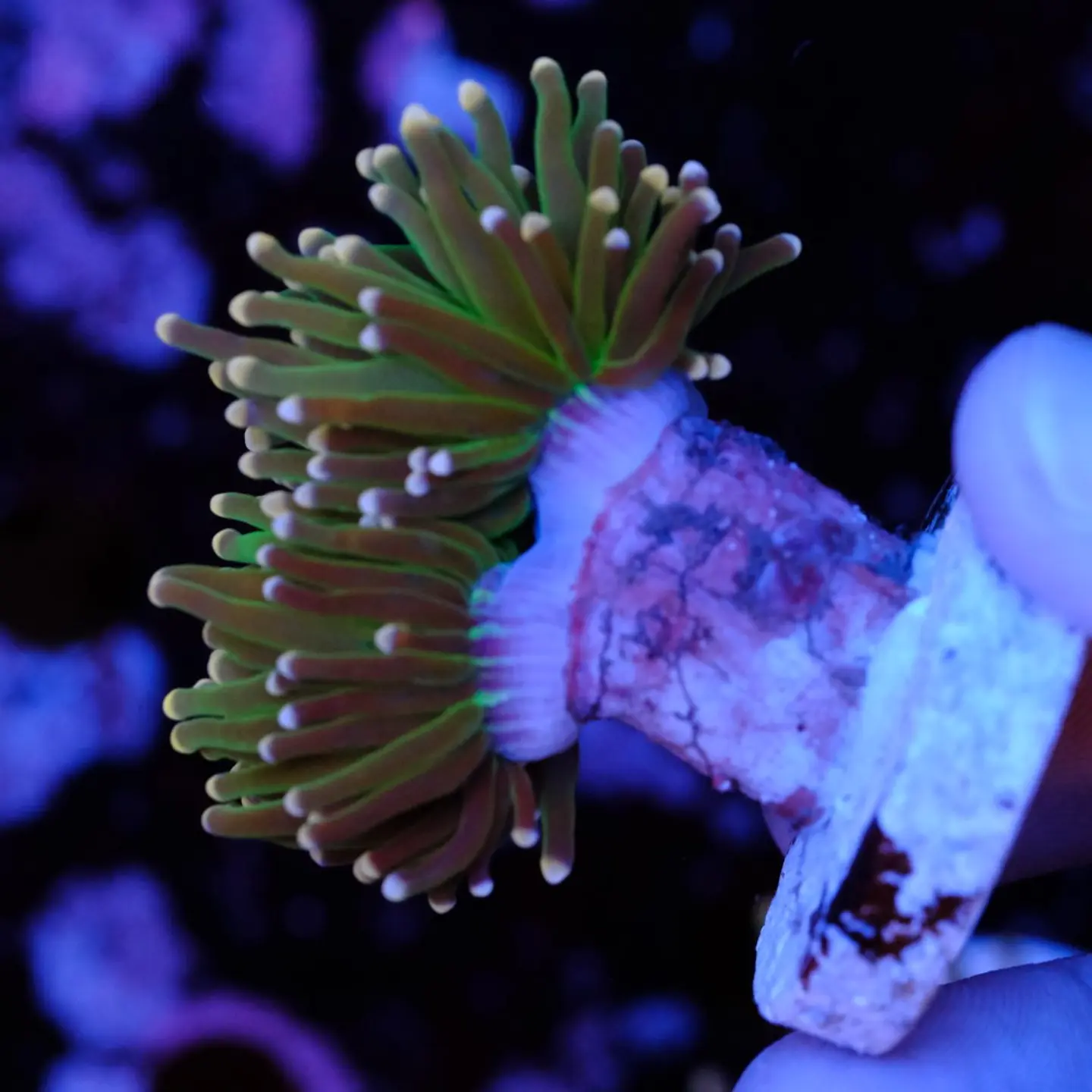 Euphyllia glabrescens 