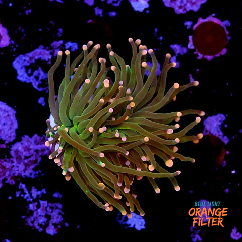 Euphyllia glabrescens "peach tip torch" 