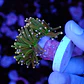 Euphyllia glabrescens 