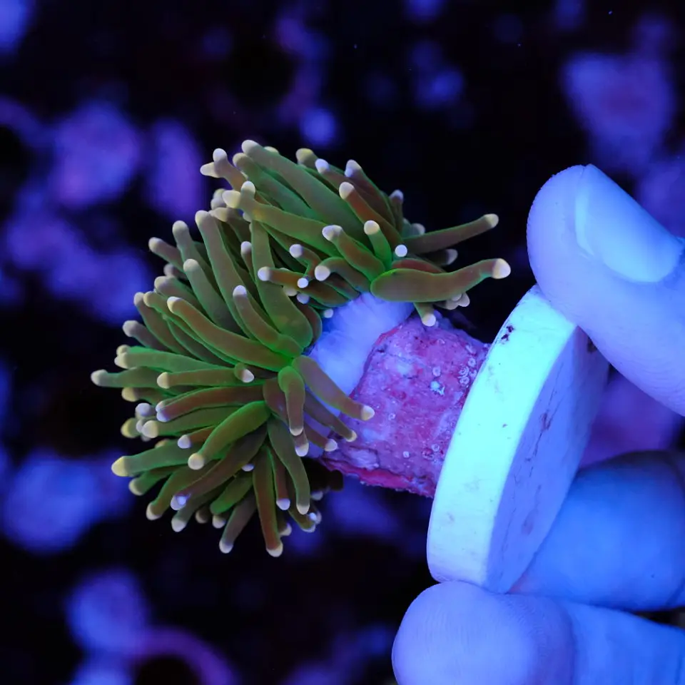 Euphyllia glabrescens 