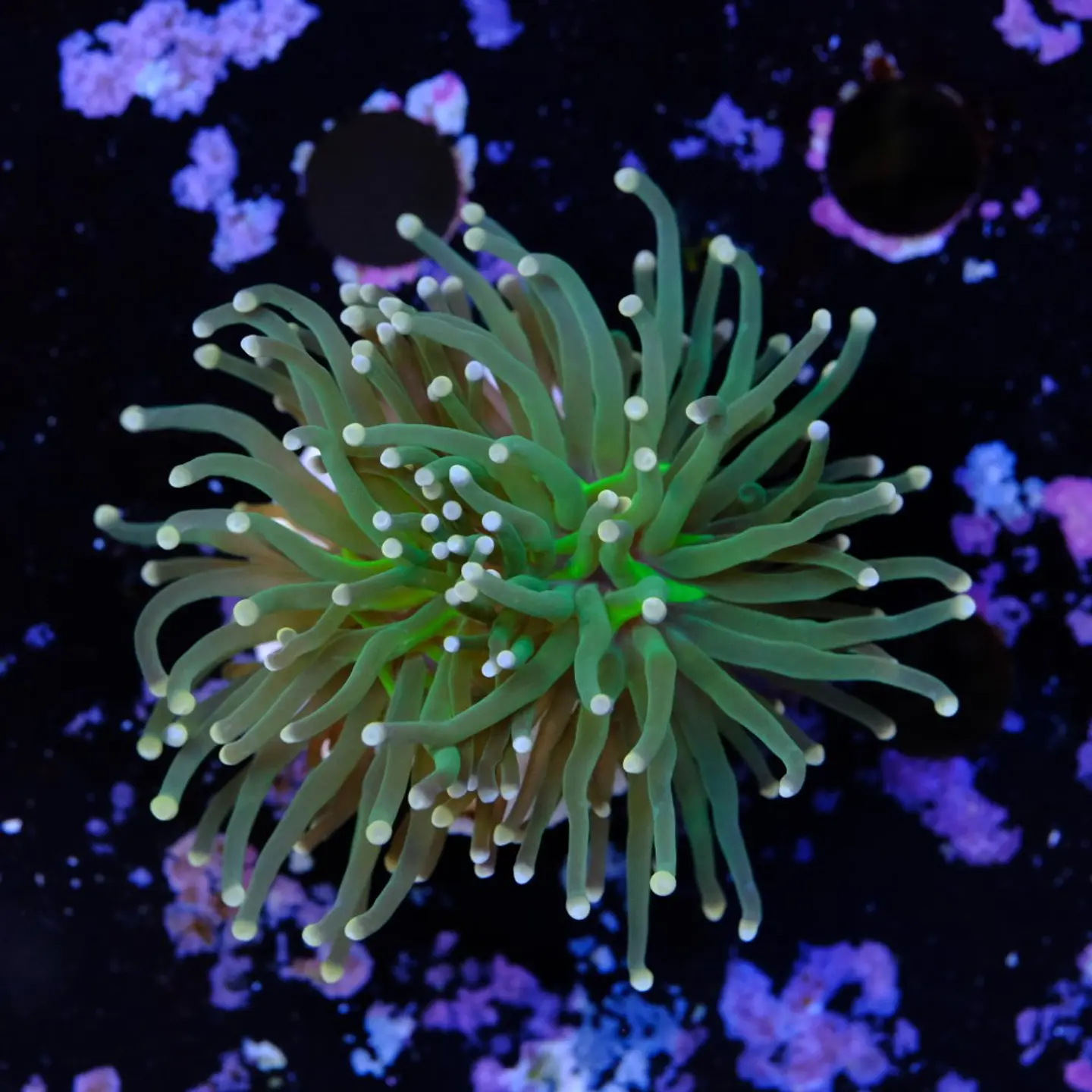 Euphyllia glabrescens 