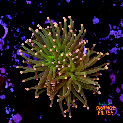 Euphyllia glabrescens "peach tip torch" 