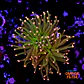 Euphyllia glabrescens 