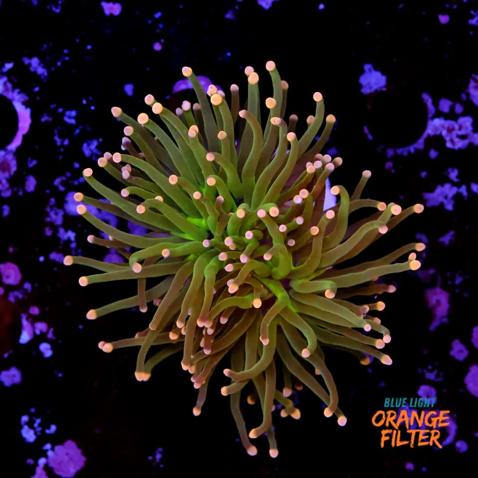 Euphyllia glabrescens 