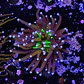 Euphyllia glabrescens 
