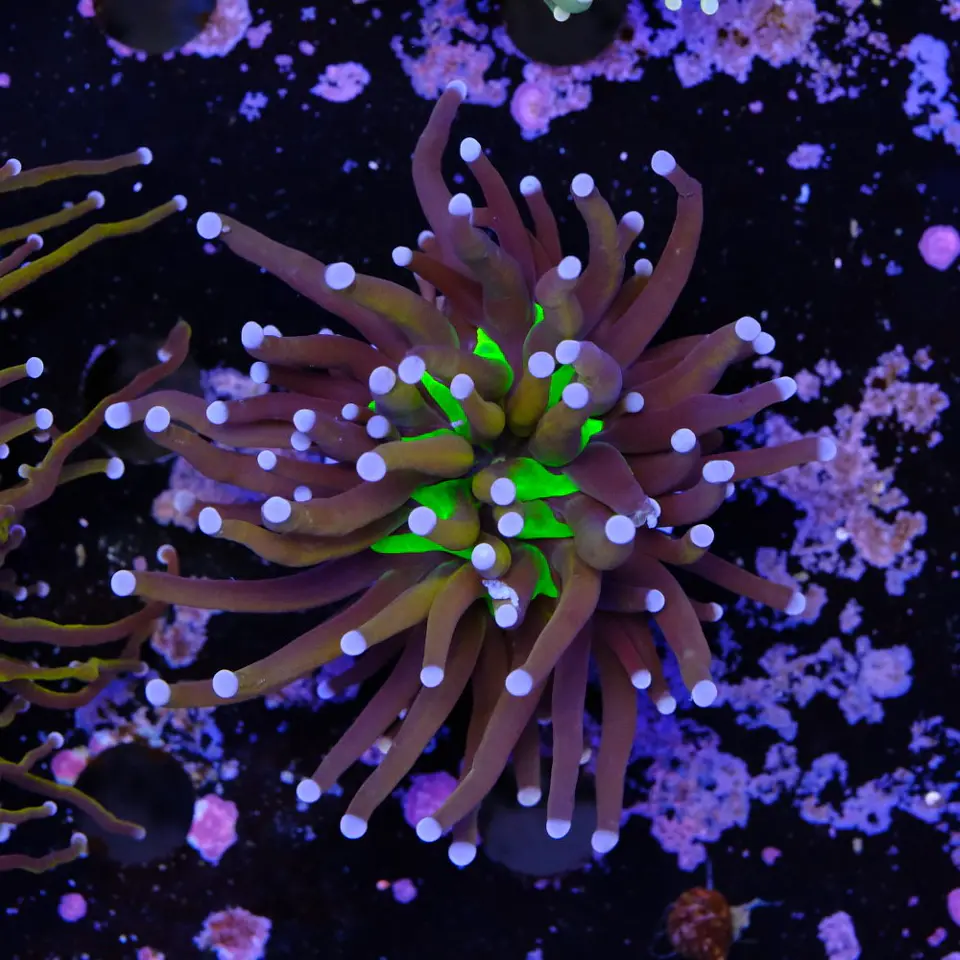 Euphyllia glabrescens 