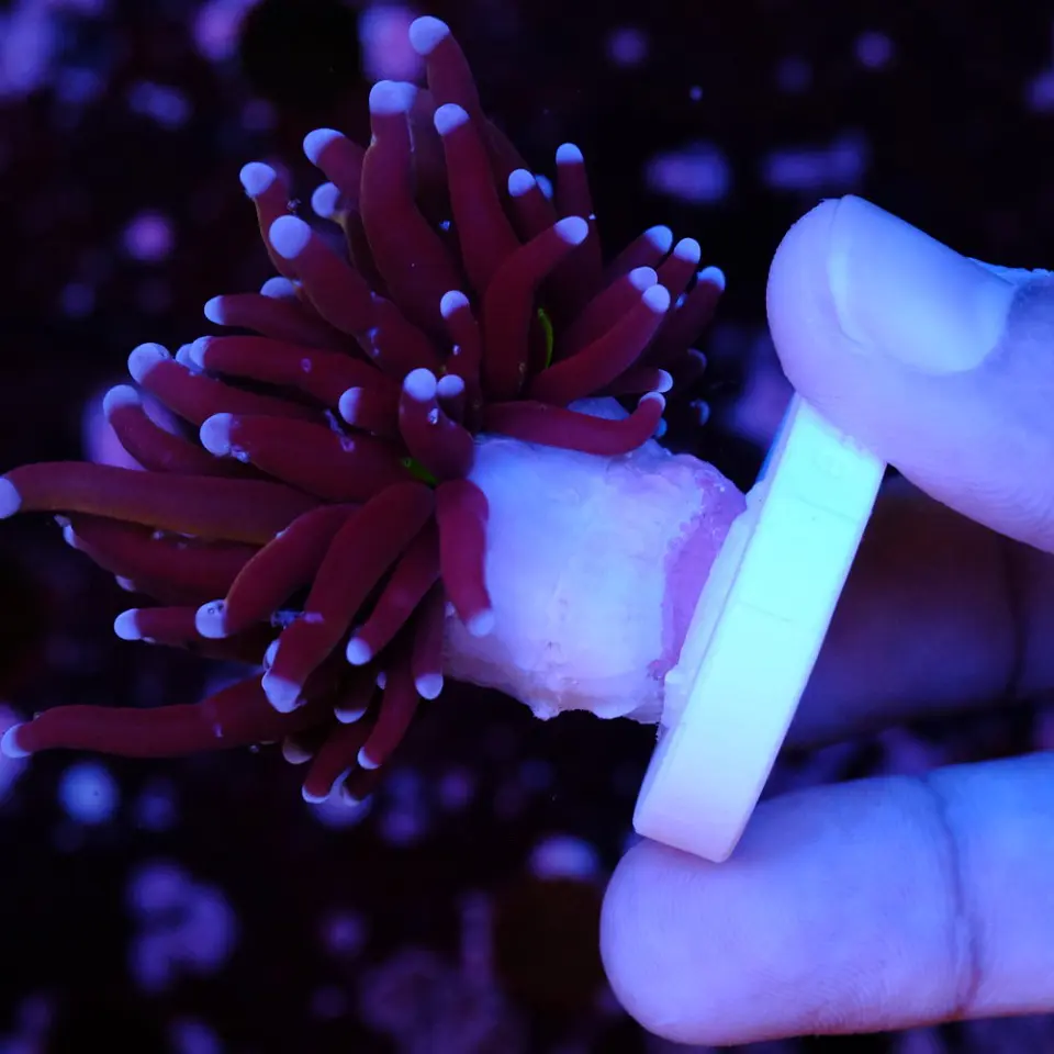 Euphyllia glabrescens 