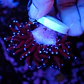 Euphyllia glabrescens 