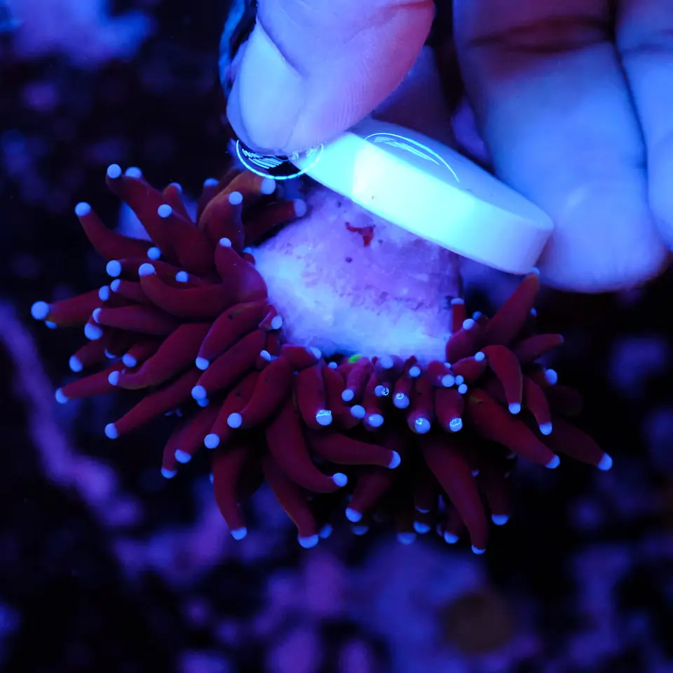 Euphyllia glabrescens 