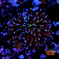 Euphyllia glabrescens 