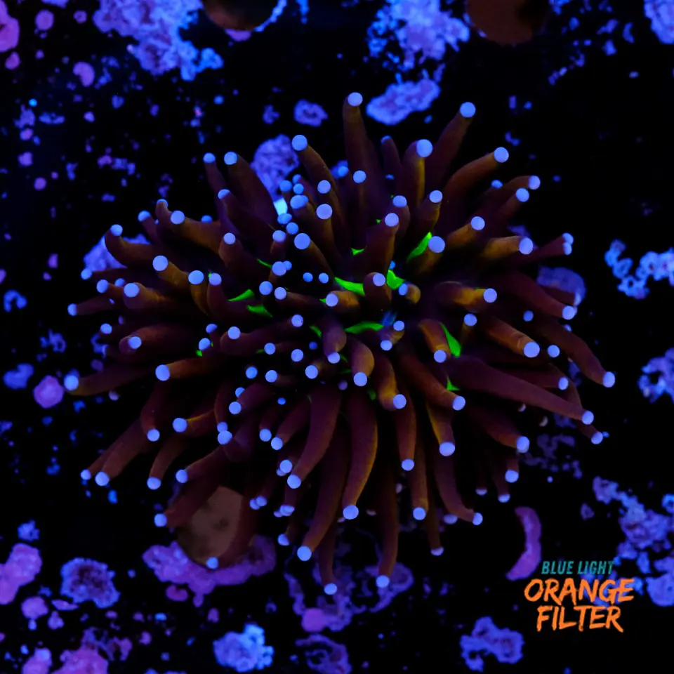 Euphyllia glabrescens 