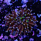 Euphyllia glabrescens 