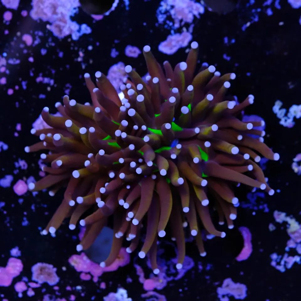 Euphyllia glabrescens 