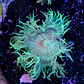 Catalaphyllia - Thumbnail 2