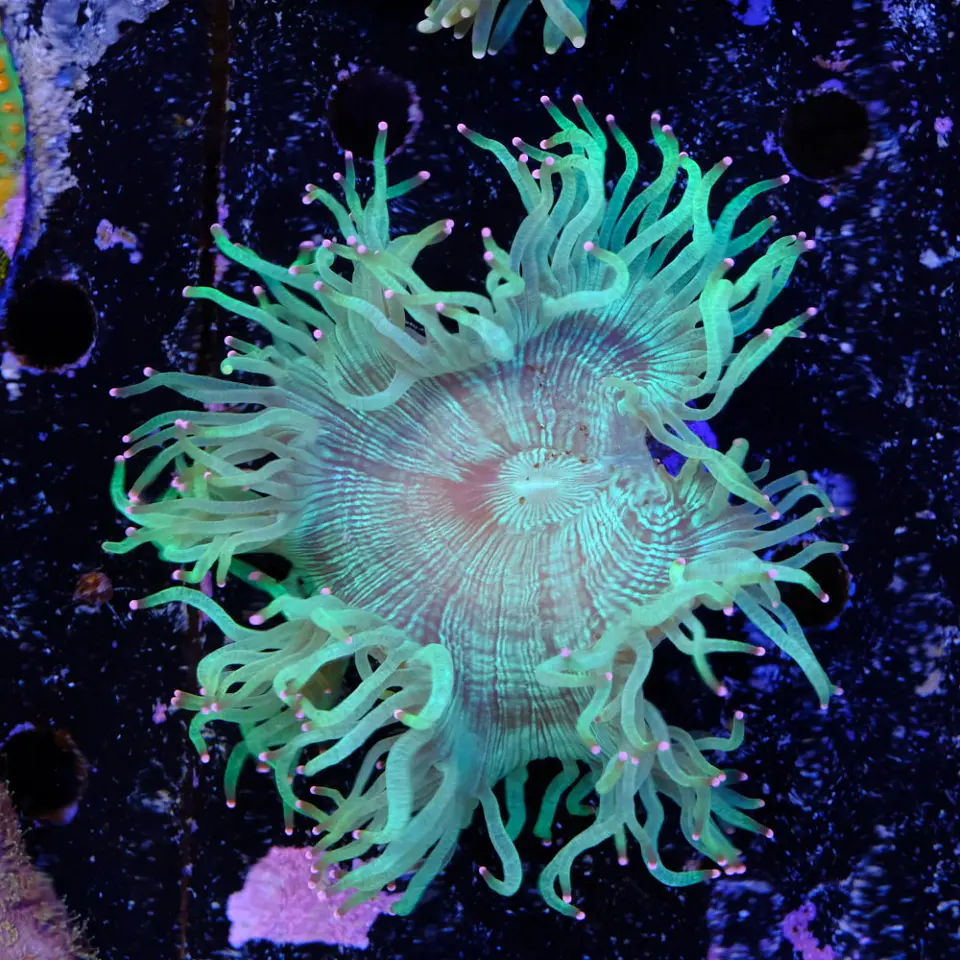 Catalaphyllia 2