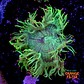 Catalaphyllia - Thumbnail 1