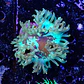Catalaphyllia - Thumbnail 2