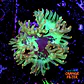 Catalaphyllia - Thumbnail 1