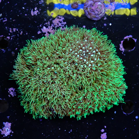 Pachyclavularia viridis (+10cm Diameter)