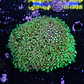 Pachyclavularia viridis (+10cm Diameter) - Thumbnail 2