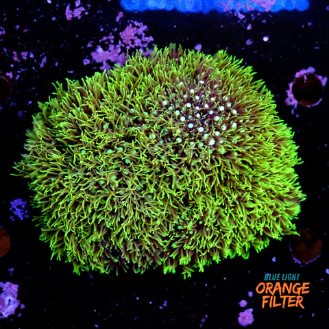 Pachyclavularia viridis (+10cm Diameter)