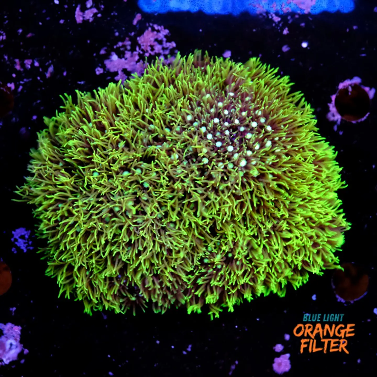 Pachyclavularia viridis (+10cm Diameter) 1