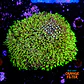 Pachyclavularia viridis (+10cm Diameter) - Thumbnail 1