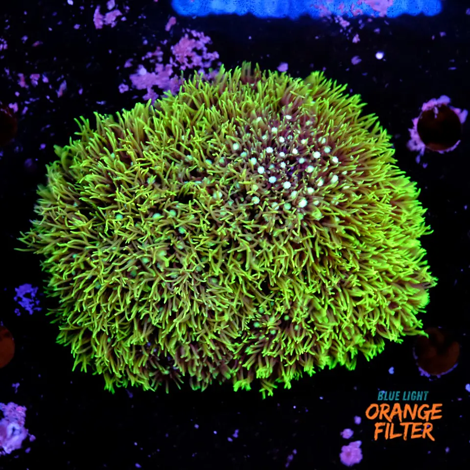 Pachyclavularia viridis (+10cm Diameter) 1