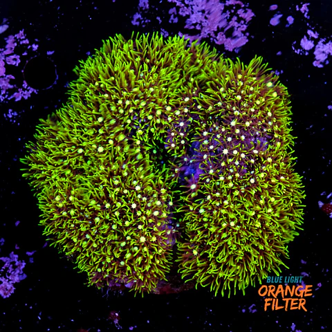 Pachyclavularia viridis (+10cm Diameter)