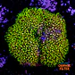 Pachyclavularia viridis (+10cm Diameter) - Thumbnail 1