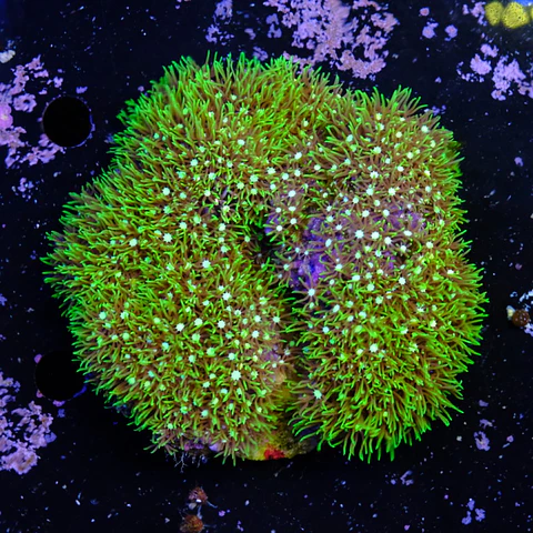 Pachyclavularia viridis (+10cm Diameter)