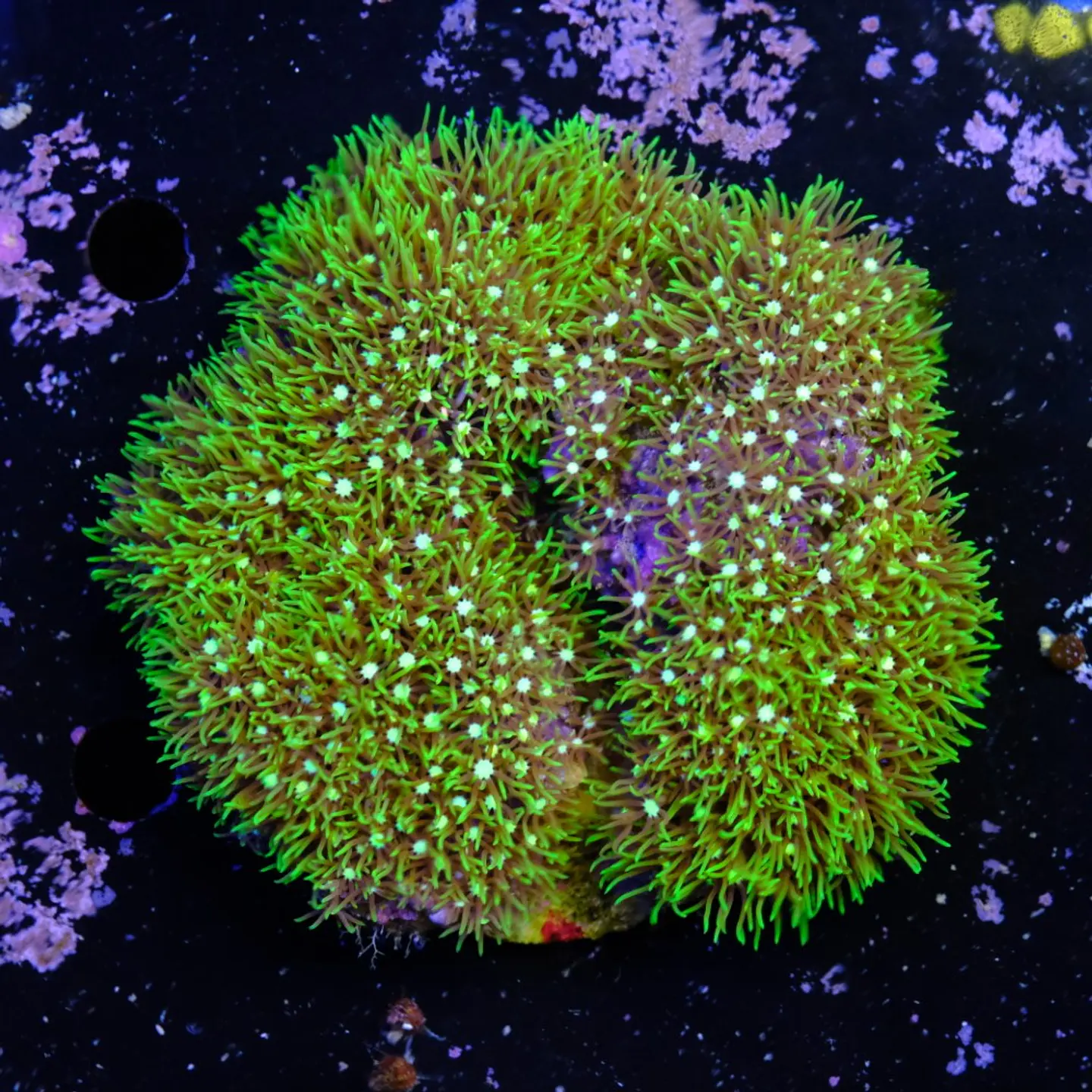 Pachyclavularia viridis (+10cm Diameter) 2