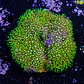 Pachyclavularia viridis (+10cm Diameter) - Thumbnail 2
