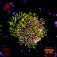 Pachyclavularia violacea - Thumbnail 1
