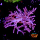 Alcyonium (+20cm Diameter) - Thumbnail 1