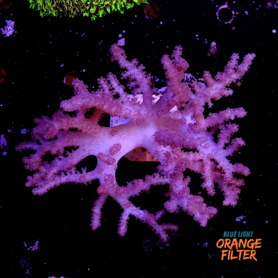 Alcyonium (+20cm Diameter) 1