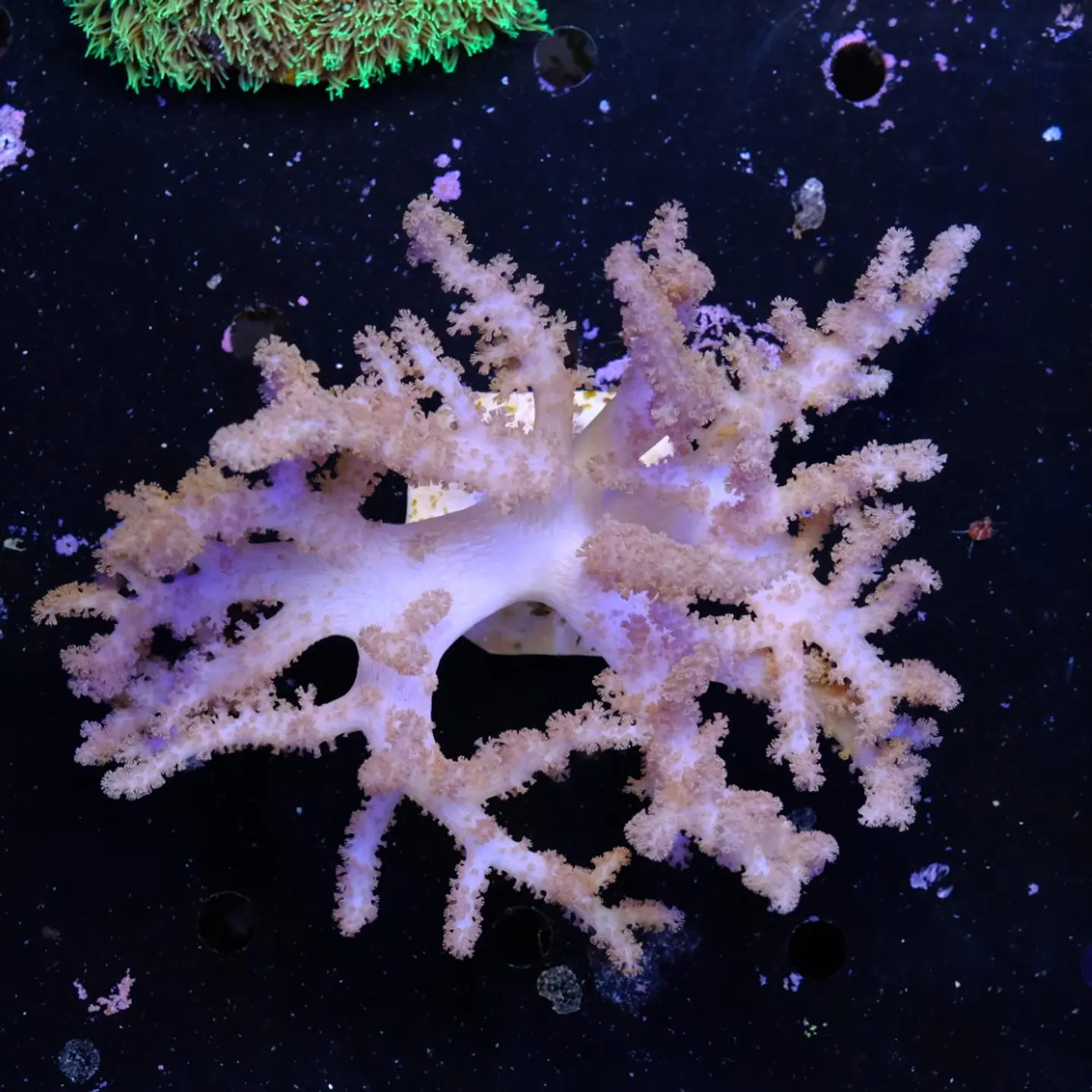 Alcyonium (+20cm Diameter) 2