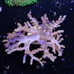 Alcyonium (+20cm Diameter) - Thumbnail 2