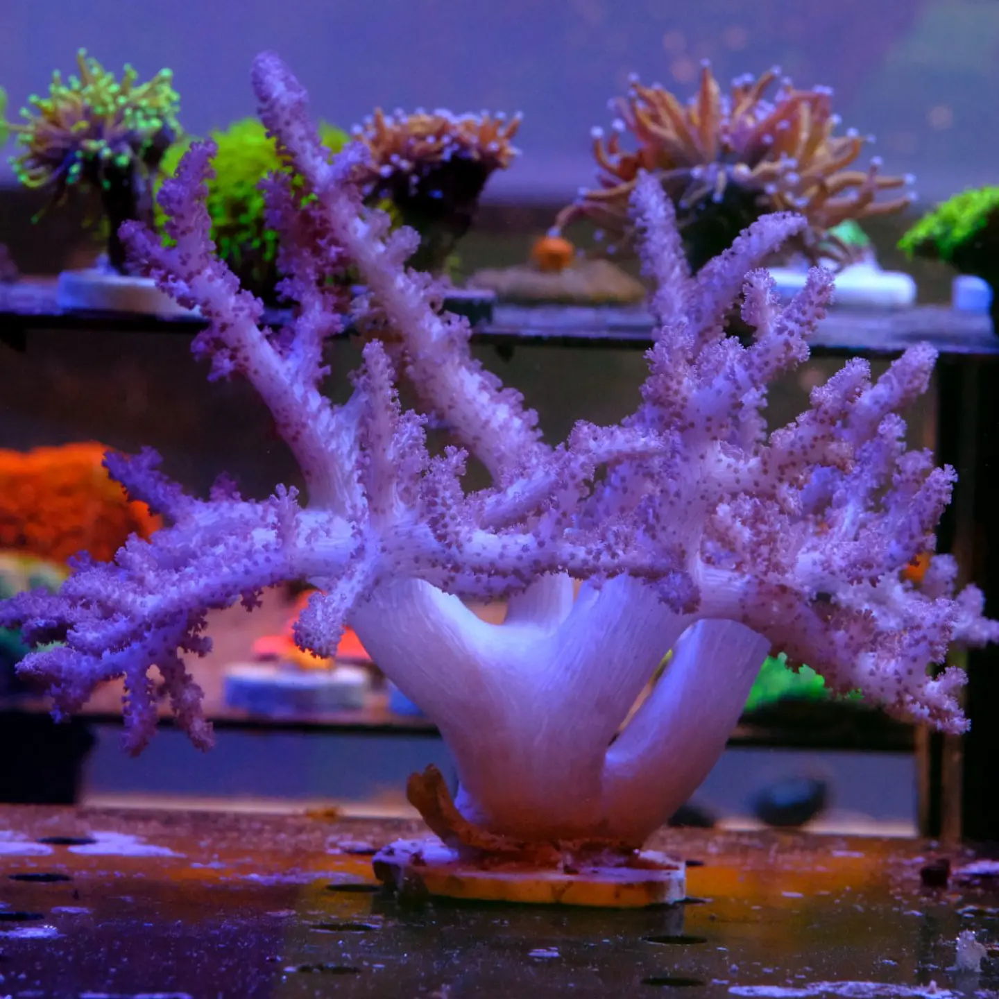 Alcyonium (+20cm Diameter) 3