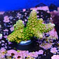 Acropora abrotanoides rainbow - Thumbnail 2